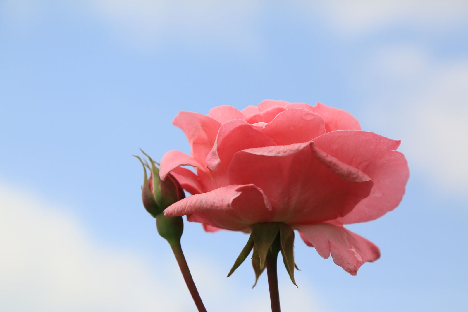 Canon EF 24-105mm F4L IS USM sample photo. Rose, pink, flower photography