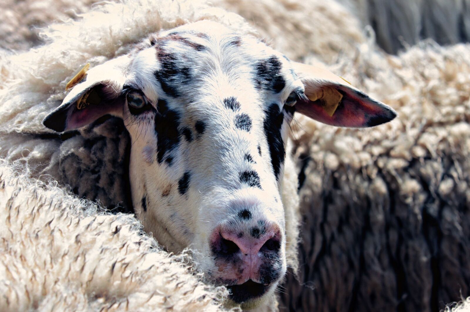 Canon EOS 80D sample photo. Sheep, flock of sheep photography