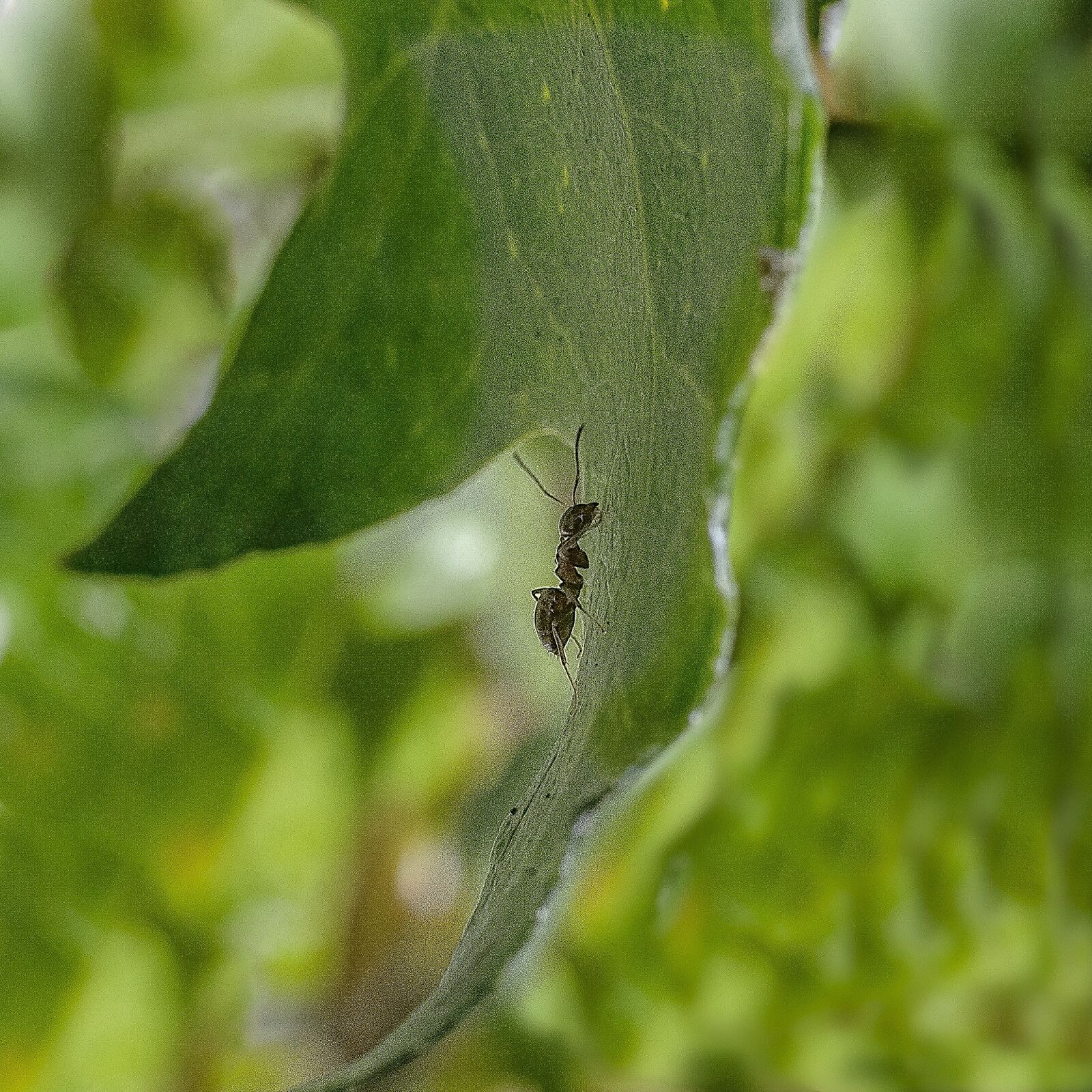 Nikon D7000 sample photo. Ant, insect, nature photography