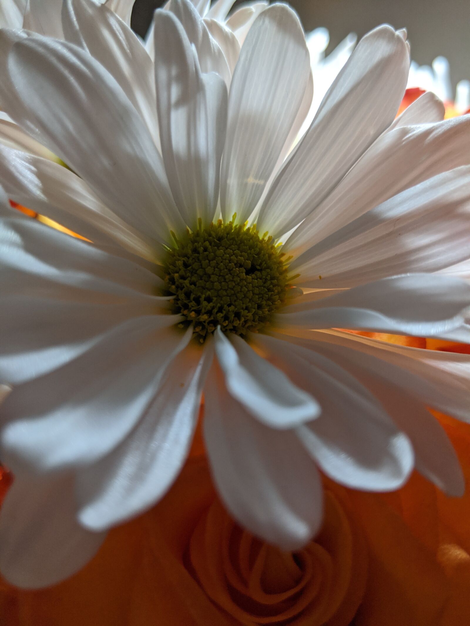 Google Pixel 2 XL sample photo. Flowers, orange, white photography