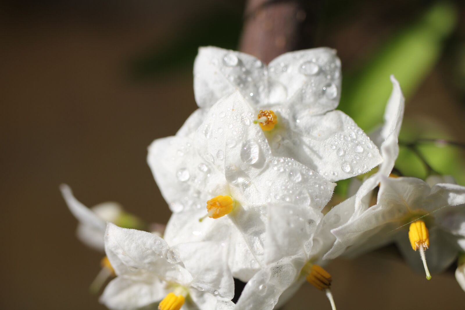 Canon EOS 550D (EOS Rebel T2i / EOS Kiss X4) sample photo. Flower, white, plant photography