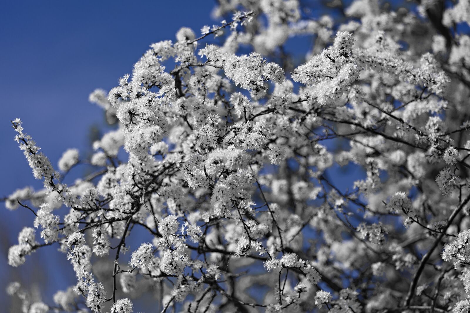 Canon EOS 5D Mark III + Canon EF 70-200mm F4L IS USM sample photo. Infra-red, white, tree photography