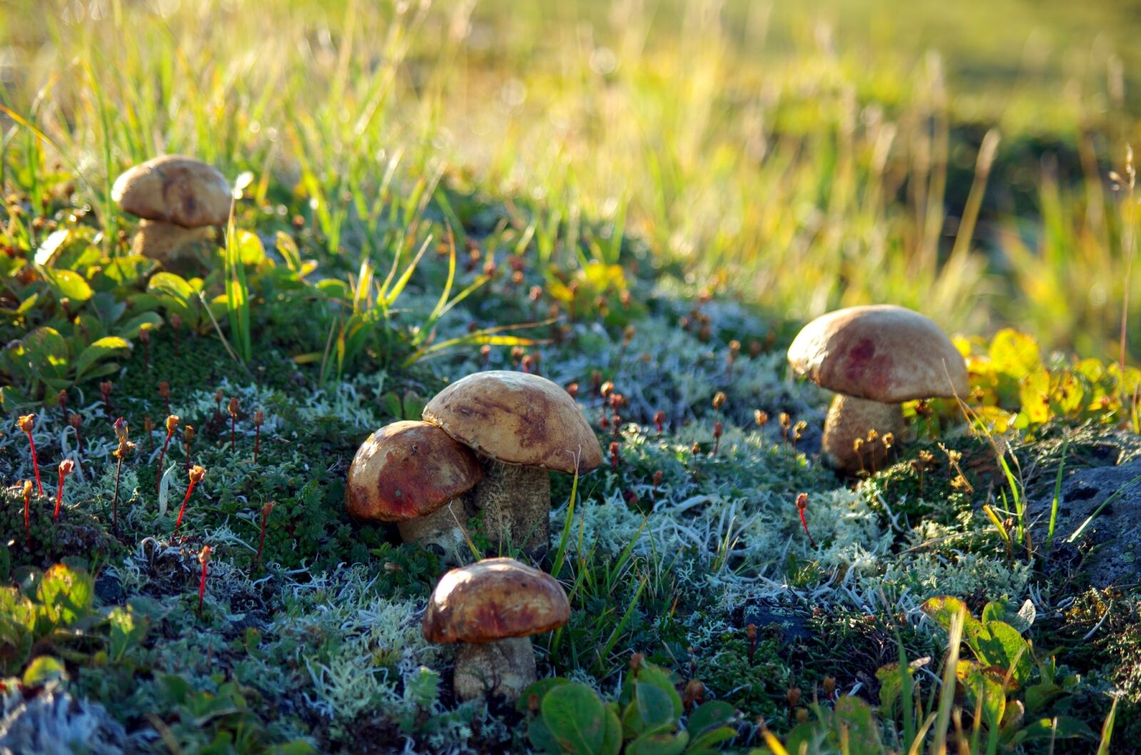 Pentax K-5 sample photo. Mountain tundra, mushrooms, autumn photography