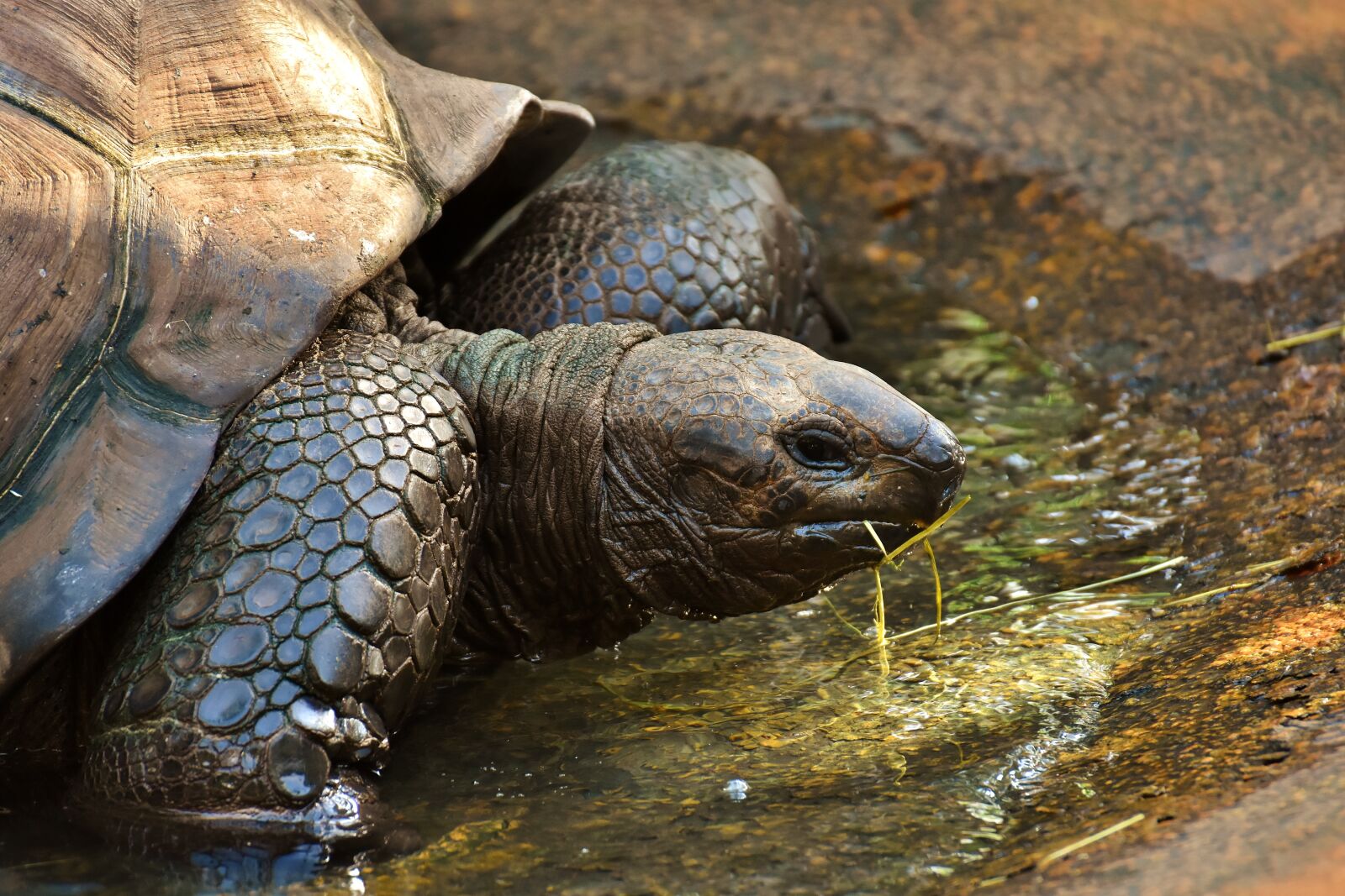 Nikon D7200 sample photo. Giant tortoises, animals, panzer photography