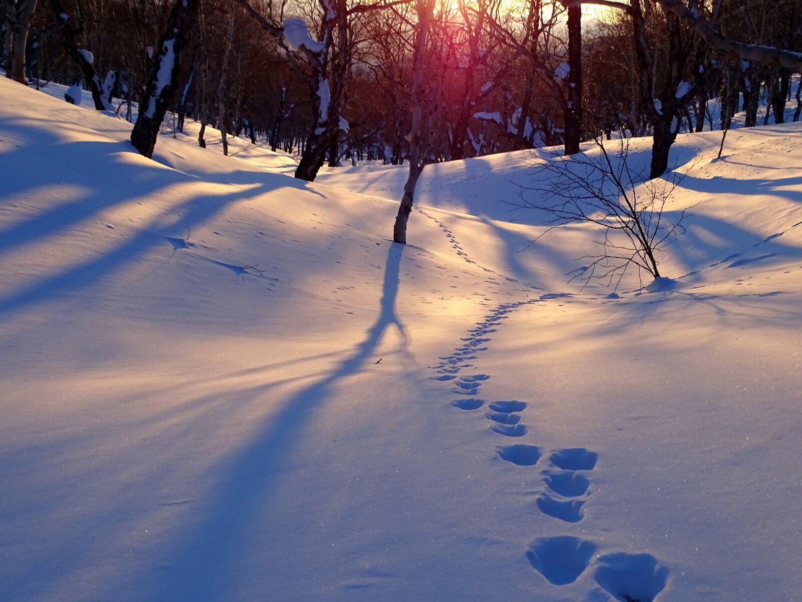 Sony DSC-HX400 sample photo. Winter, mountains, forest photography