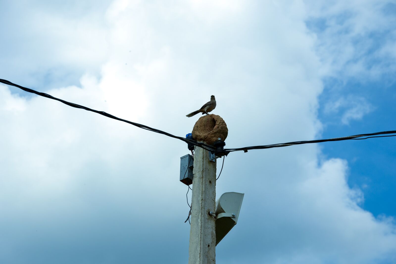 Nikon D3100 sample photo. Bird, joao de barro photography