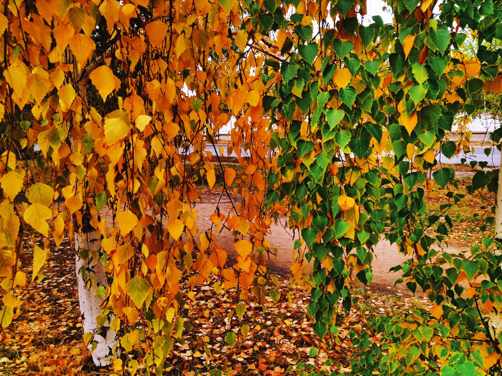 Sony Xperia Z sample photo. Colors of autumn, birch photography