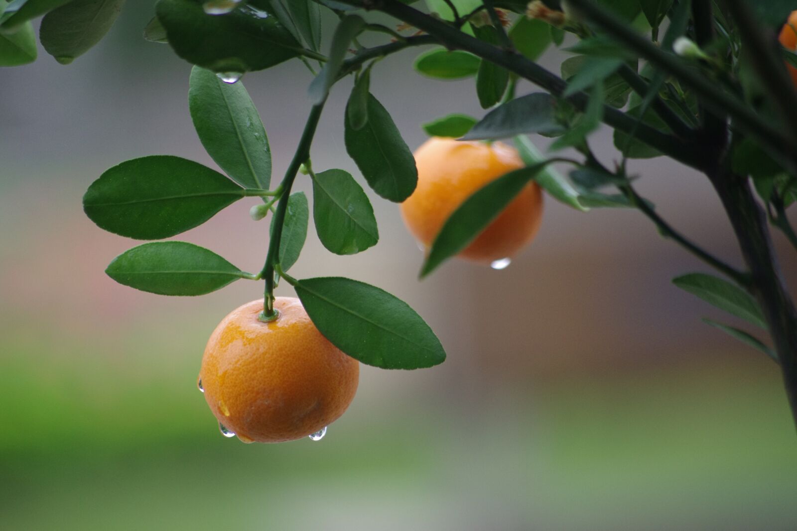 Pentax K-5 sample photo. Oranges, nature, fruit photography