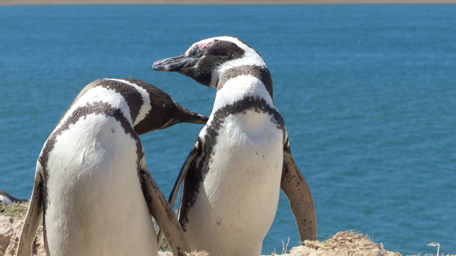 Panasonic Lumix DMC-FZ200 sample photo. Penguin, animal, beach photography