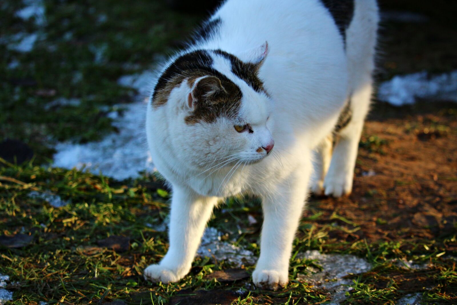 Canon EOS 100D (EOS Rebel SL1 / EOS Kiss X7) sample photo. Cat, mieze, kitten photography
