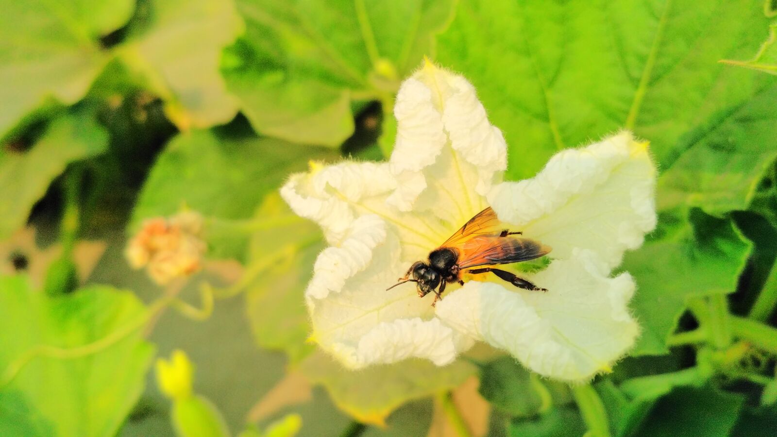 Xiaomi Redmi 3S sample photo. Bee, flower, natural, nature photography