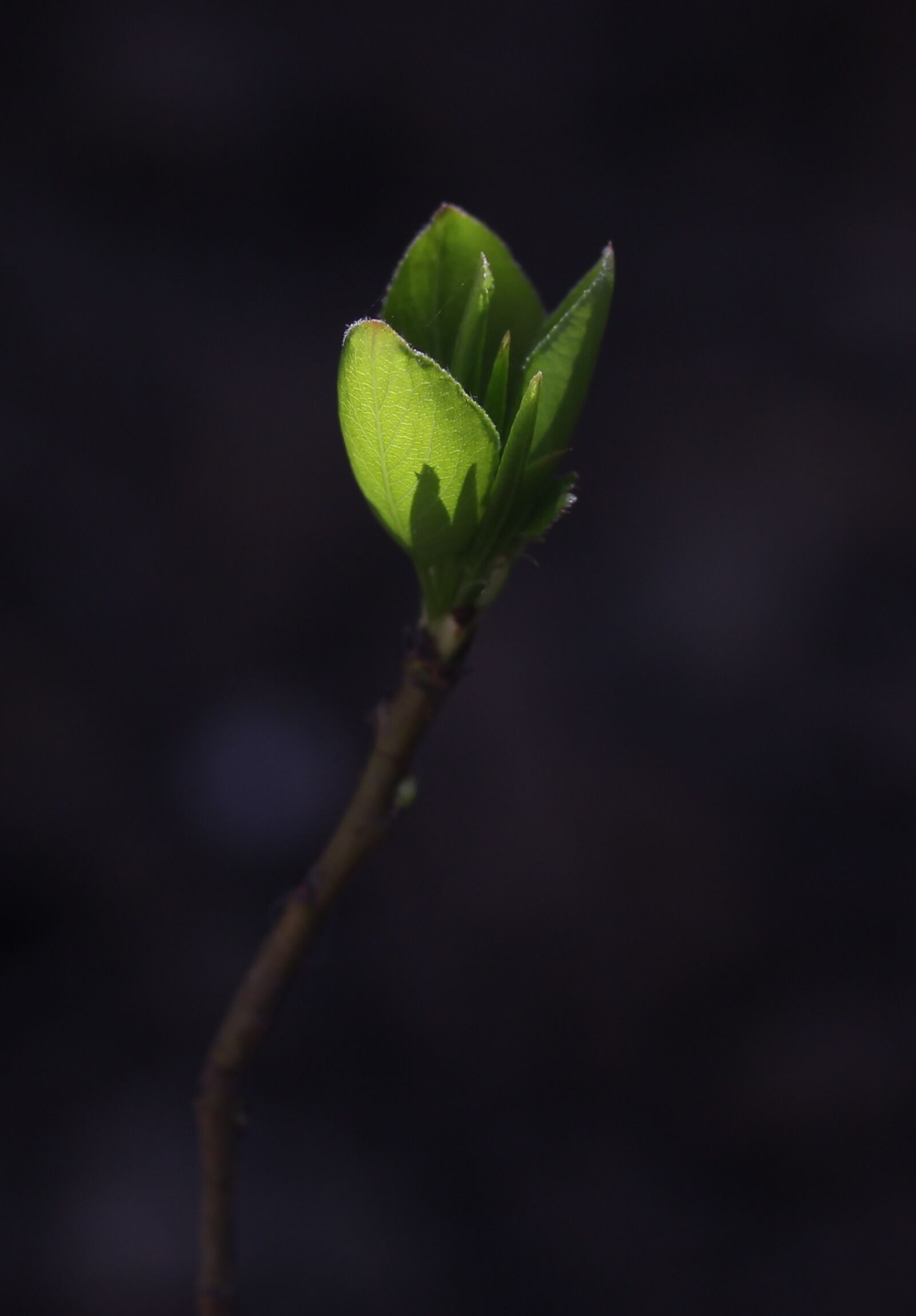 Canon EF-S 60mm F2.8 Macro USM sample photo. Leaves, green, branch photography
