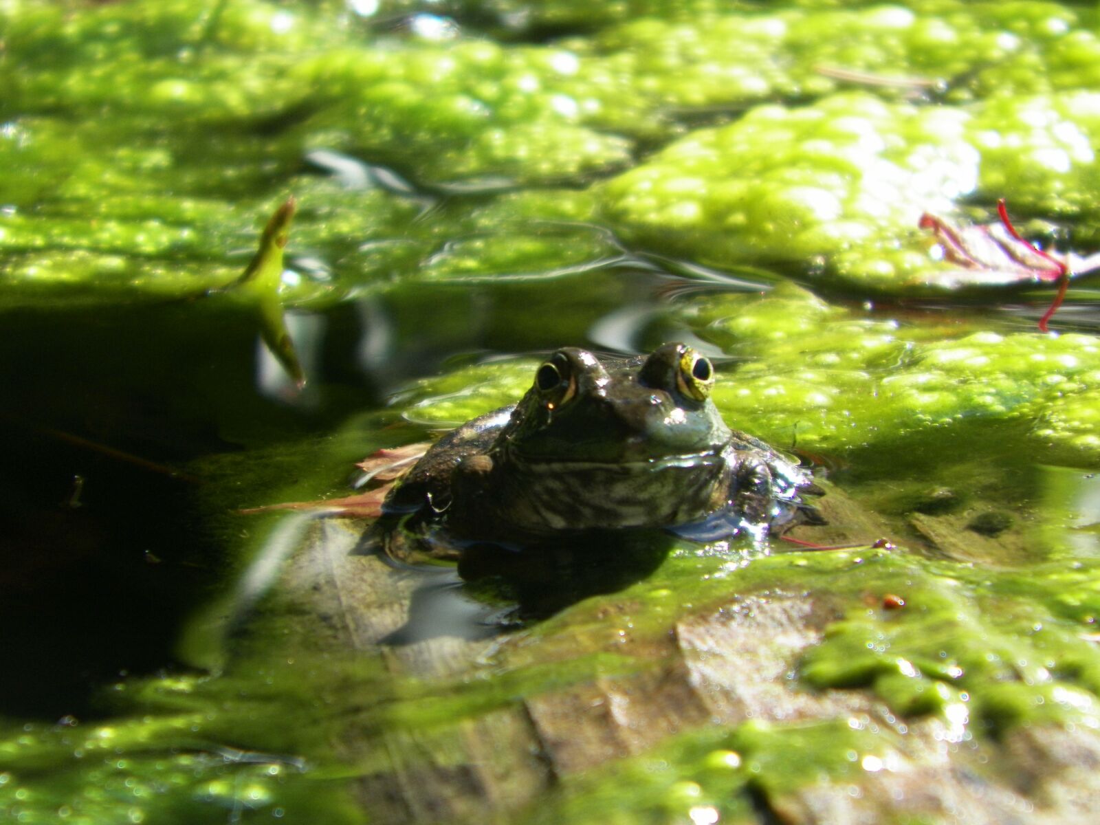 Kodak EASYSHARE Z5010 DIGITAL CAMERA sample photo. Frog, nature, animal photography