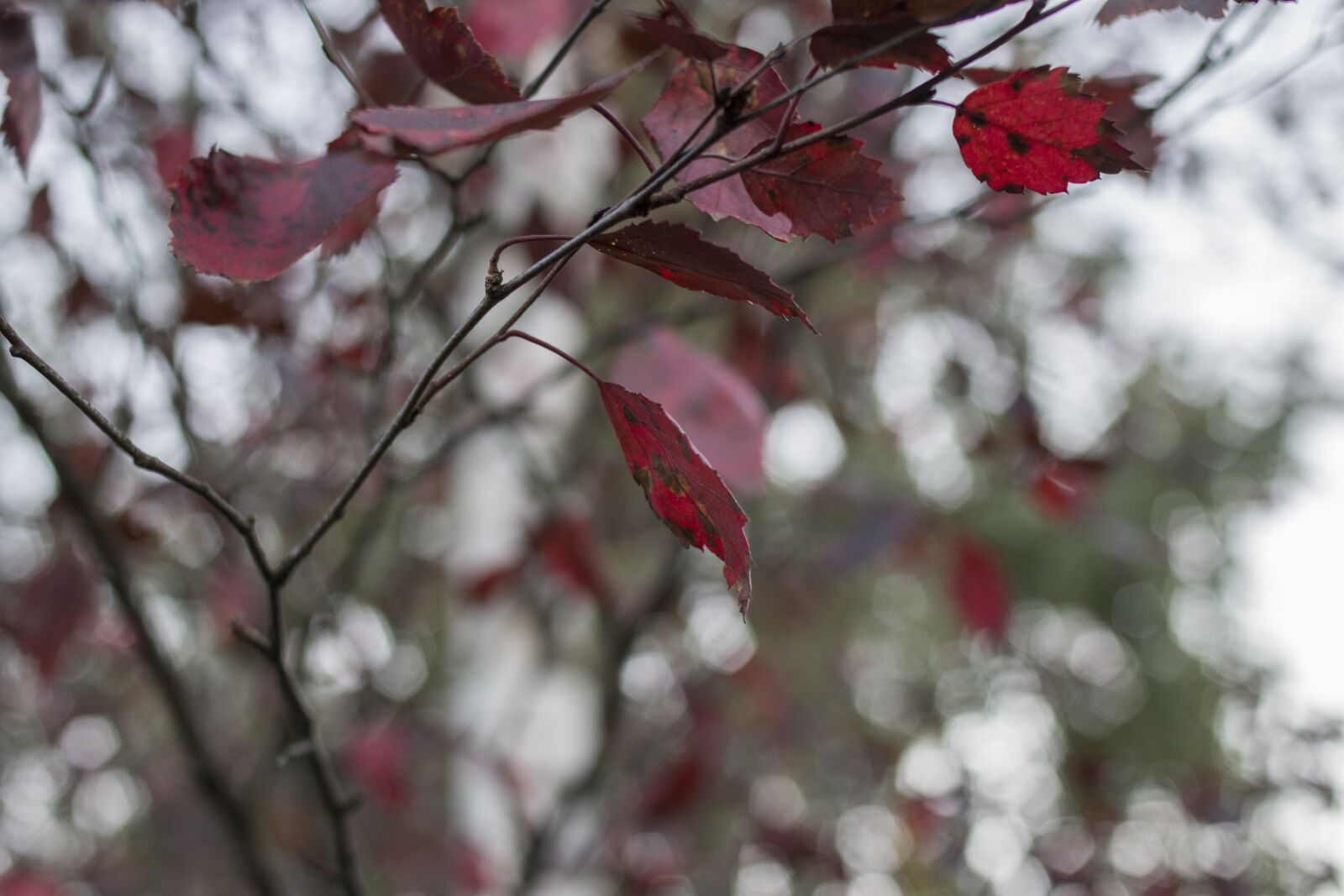 Canon EOS 70D + Canon EF 35mm F2 sample photo. Red, leaf, tree photography