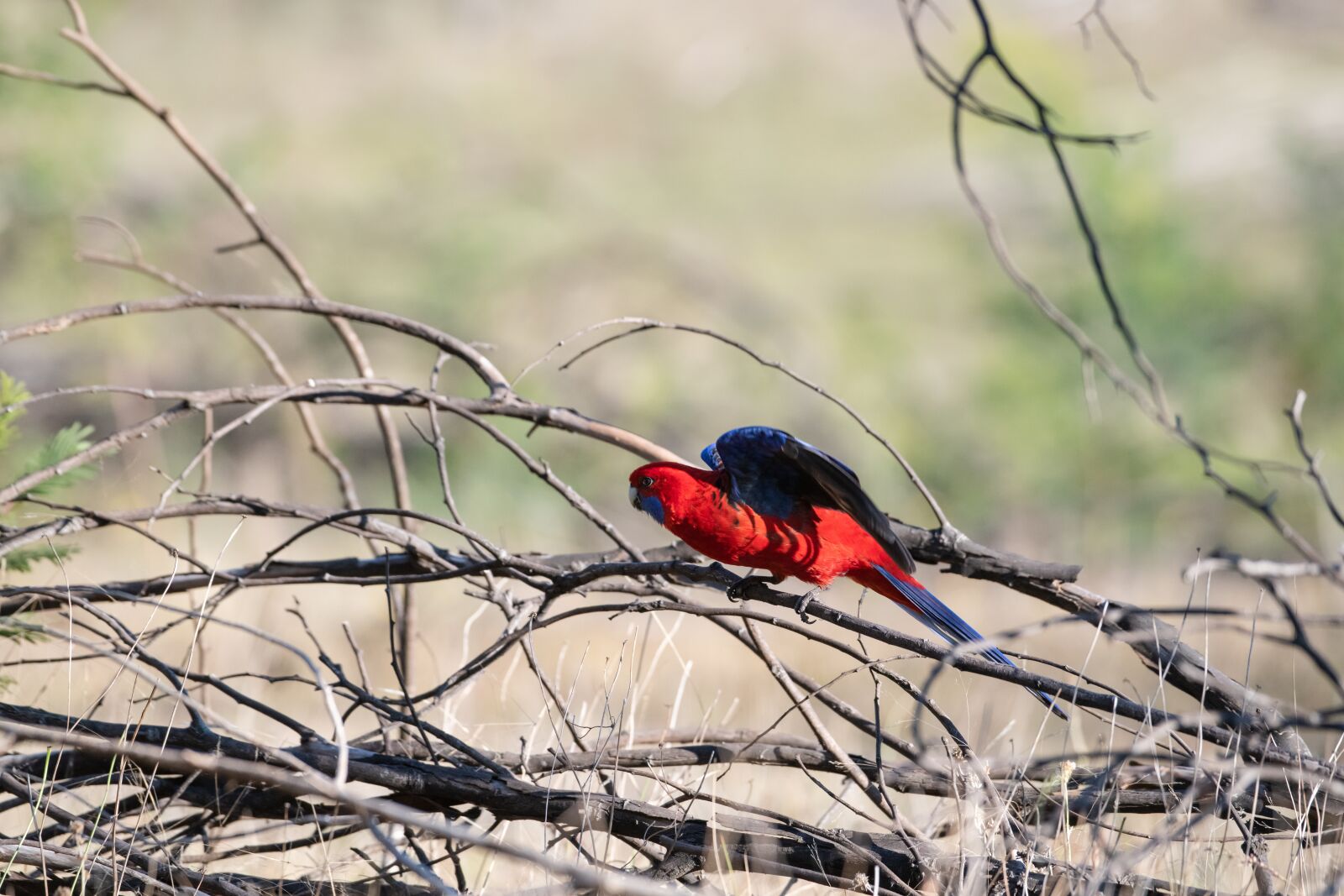 Nikon D850 sample photo. Crimson rosella, platycercus, elegans photography