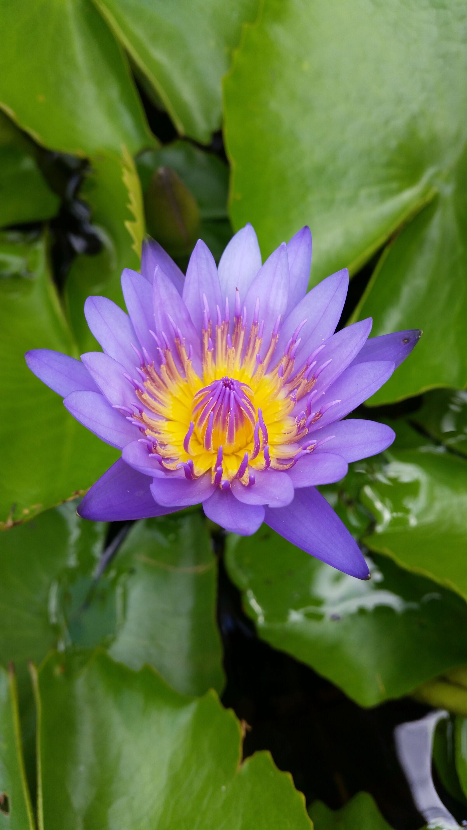 Samsung Galaxy S5 sample photo. Flower, lotus, purple lotus photography
