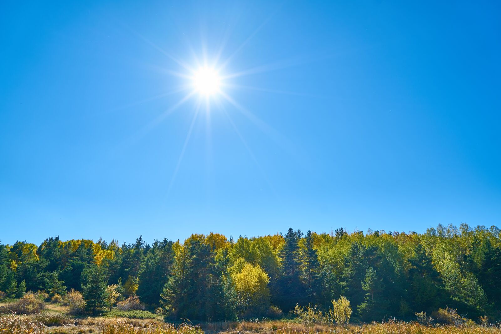 Sony a7R II sample photo. Sky, sun, trees photography