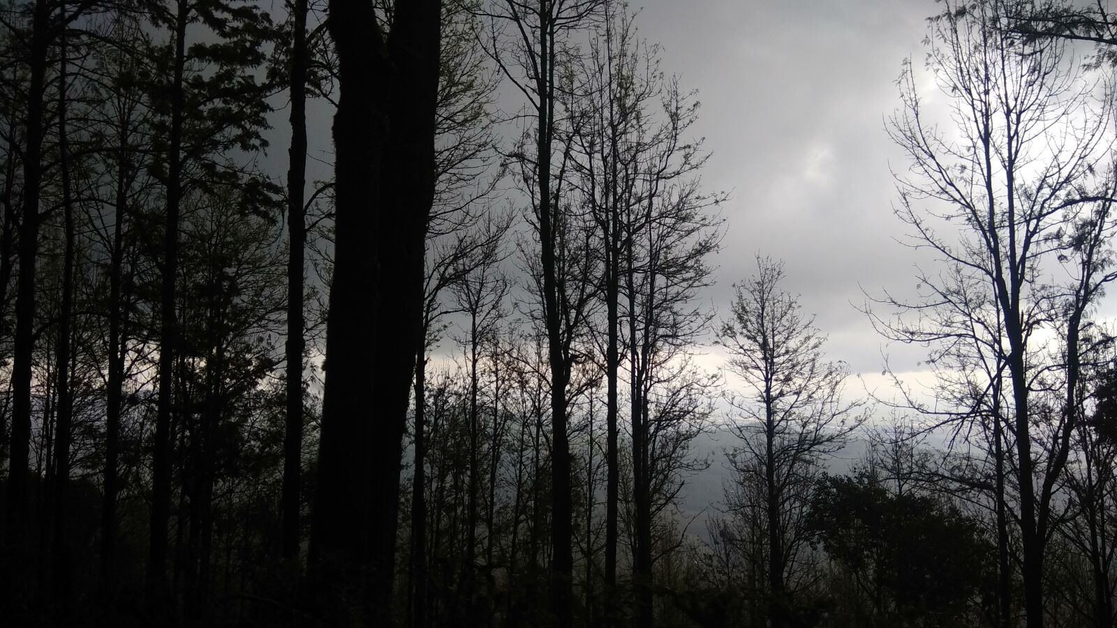 Xiaomi Redmi Note 4 sample photo. Dusk, cloud, trees photography