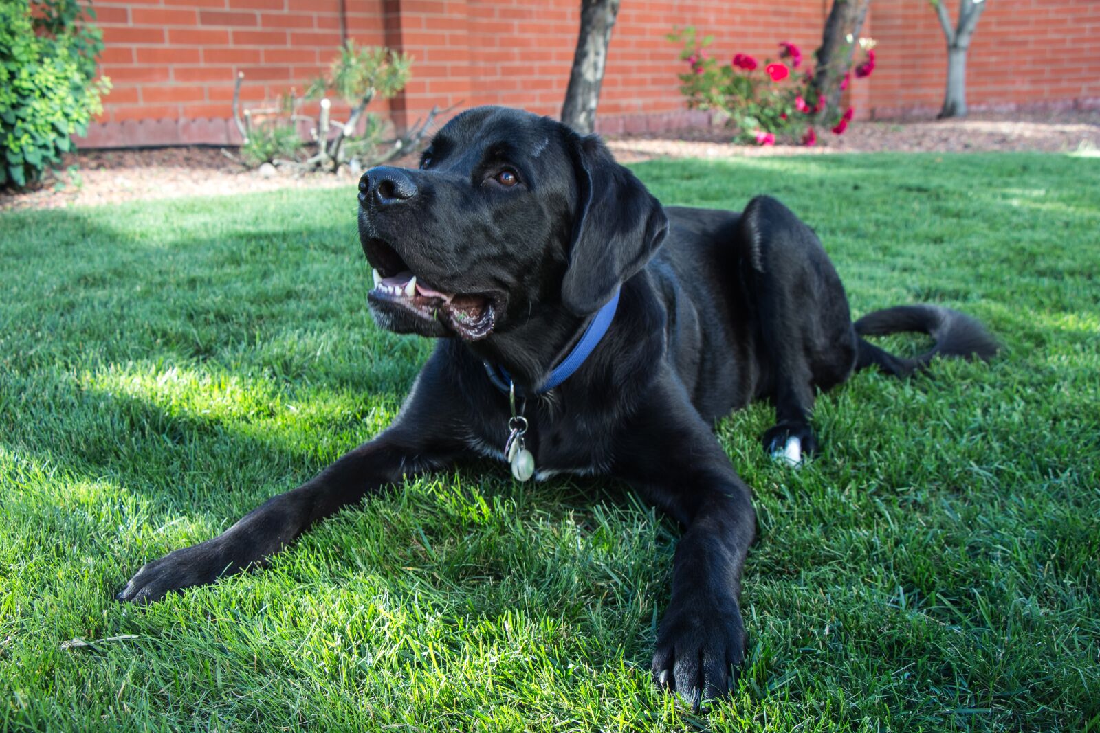 Canon EOS 700D (EOS Rebel T5i / EOS Kiss X7i) sample photo. Samson, dog, newfoundland photography
