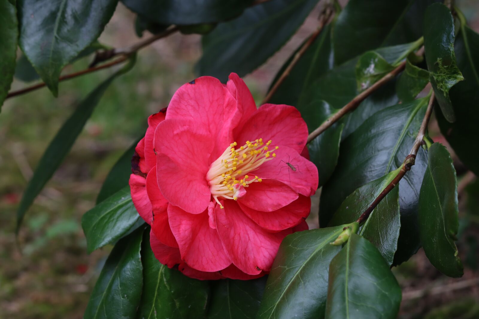 Canon EOS 90D sample photo. Camelia, flower, shrub photography