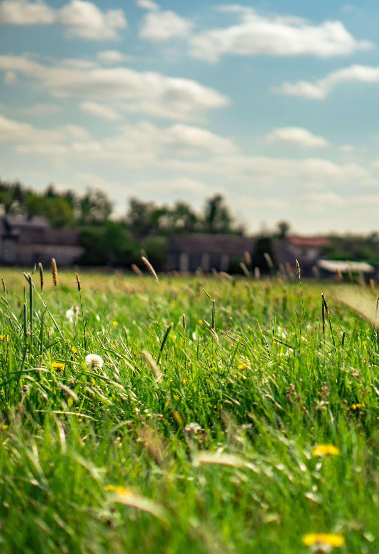 Sony a6300 + E 50mm F1.8 OSS sample photo. Field, meadow, village photography