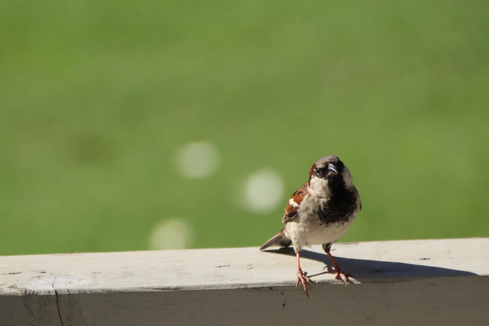 Canon EOS 1300D (EOS Rebel T6 / EOS Kiss X80) sample photo. Sparrow, bird, wildlife photography