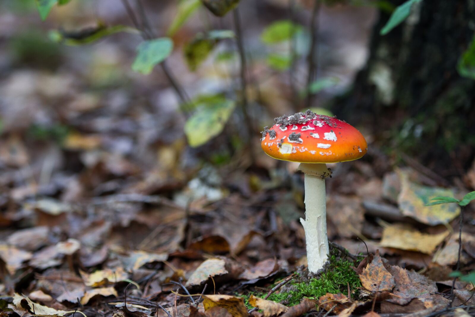 Canon EOS 60D + Canon EF 70-200mm F2.8L IS II USM sample photo. Forest, autumn, amanita photography