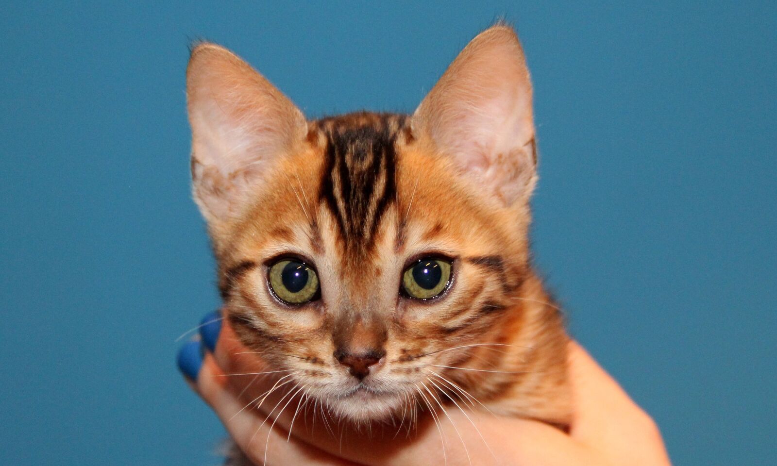 Canon EOS 600D (Rebel EOS T3i / EOS Kiss X5) sample photo. Kitten, bengal, brown spotted photography