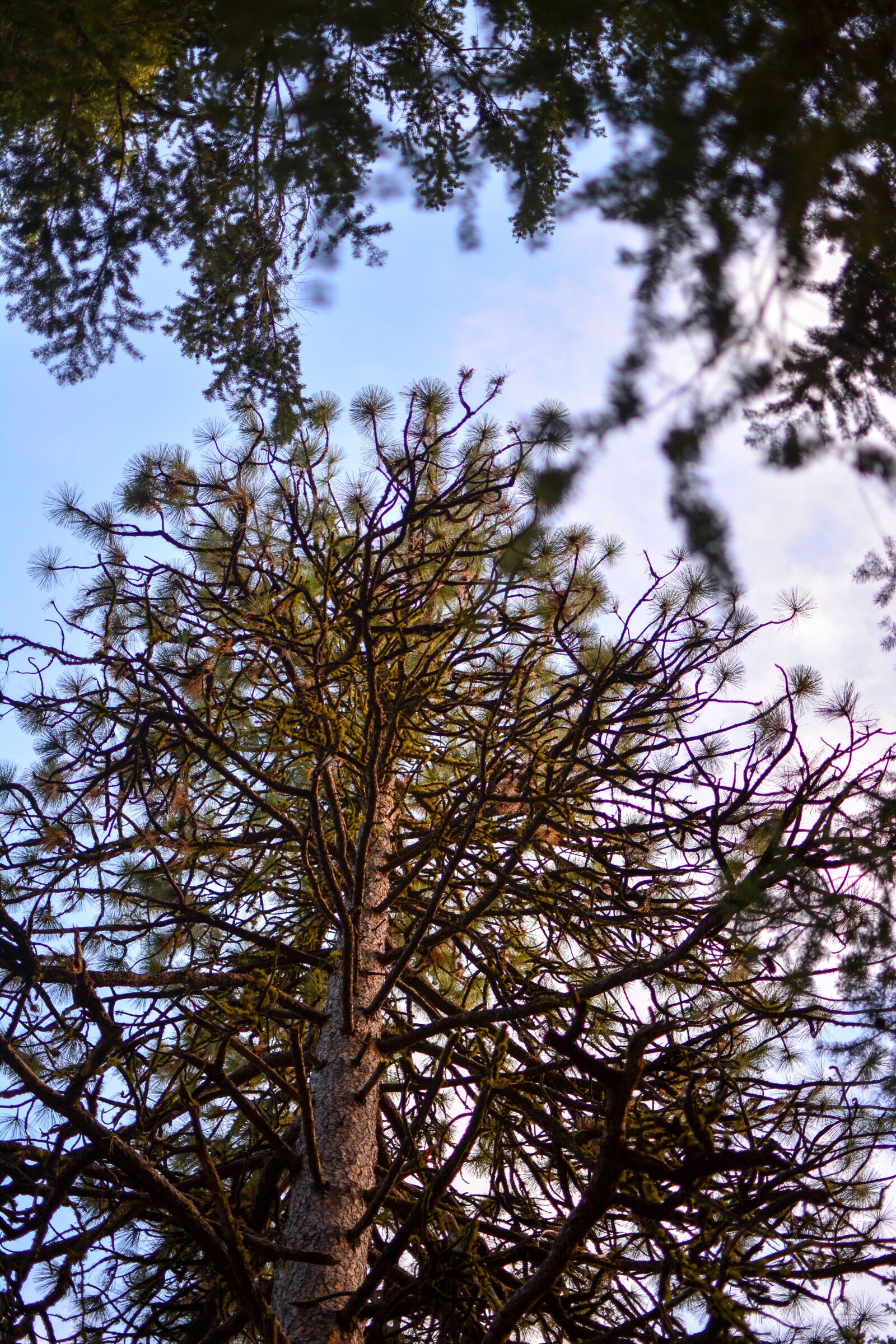 Nikon D5200 sample photo. Nature, nature, park, outdoors photography