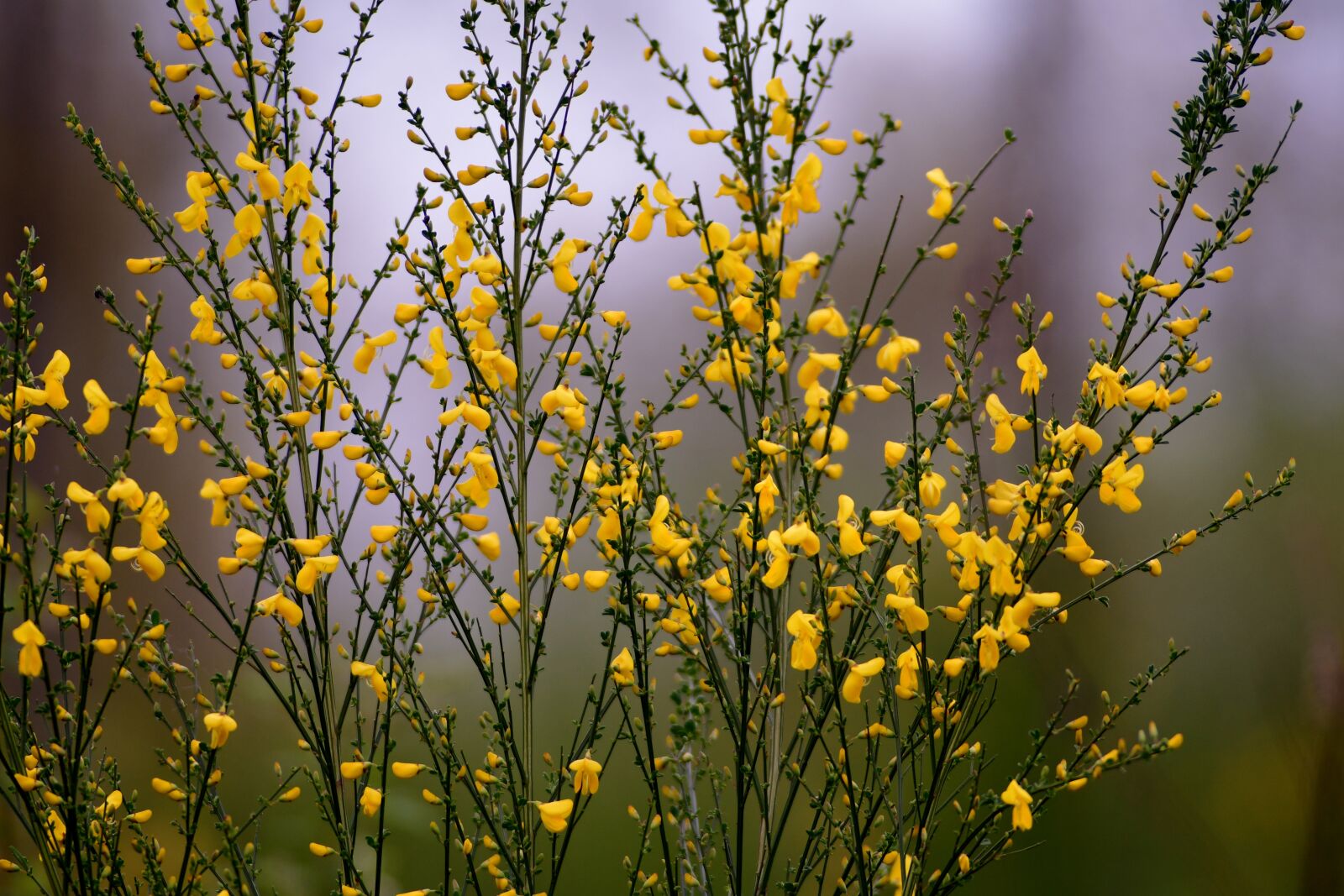 Nikon D500 sample photo. Broom, bush, bloom photography