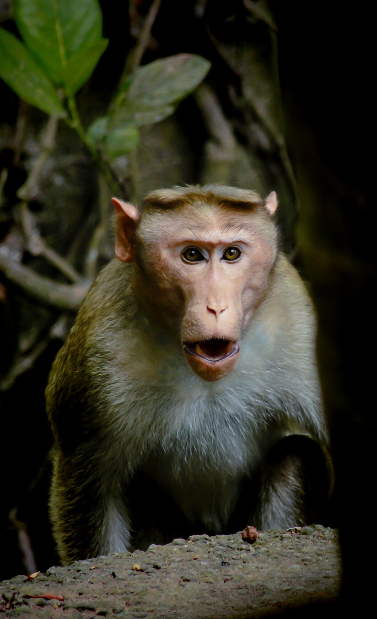 Canon EOS 700D (EOS Rebel T5i / EOS Kiss X7i) sample photo. Monkey, animal, nature photography