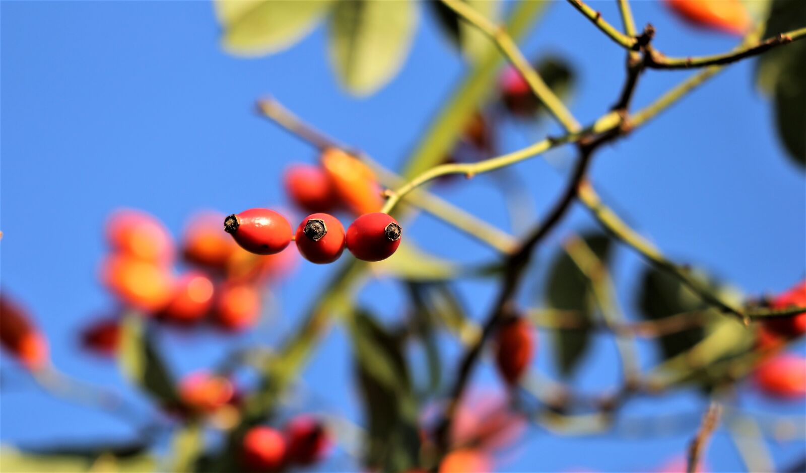 Canon EOS 6D sample photo. Briar, red, berries photography