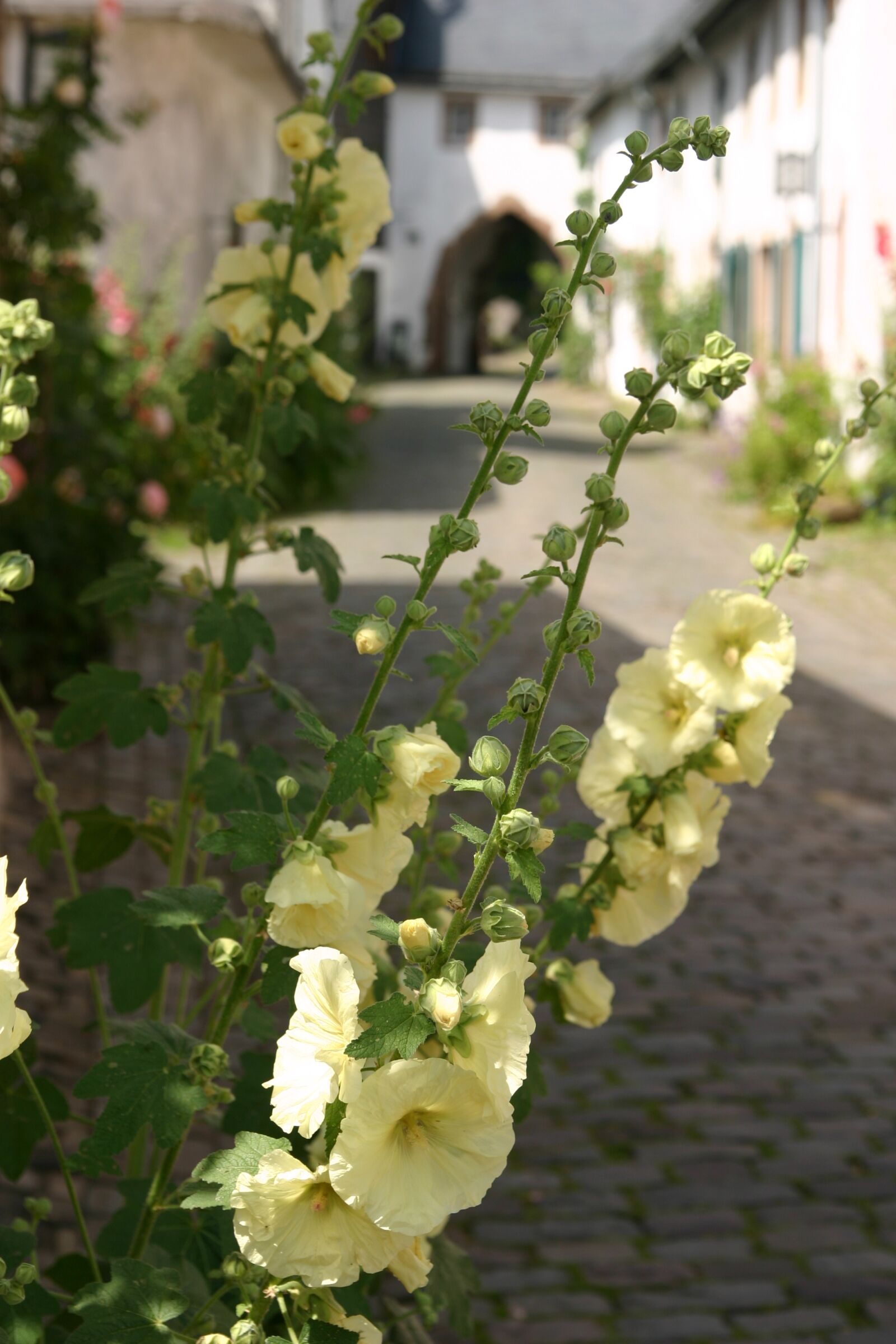 Canon EOS 300D (EOS Digital Rebel / EOS Kiss Digital) sample photo. Flowers, old town, old photography