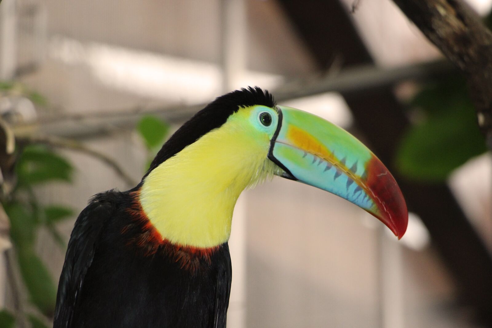 Canon EOS 100D (EOS Rebel SL1 / EOS Kiss X7) sample photo. Toucan, keel, bird photography