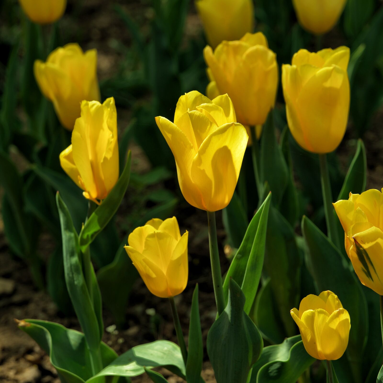 Nikon D610 sample photo. Backlighting, tulip, language of photography