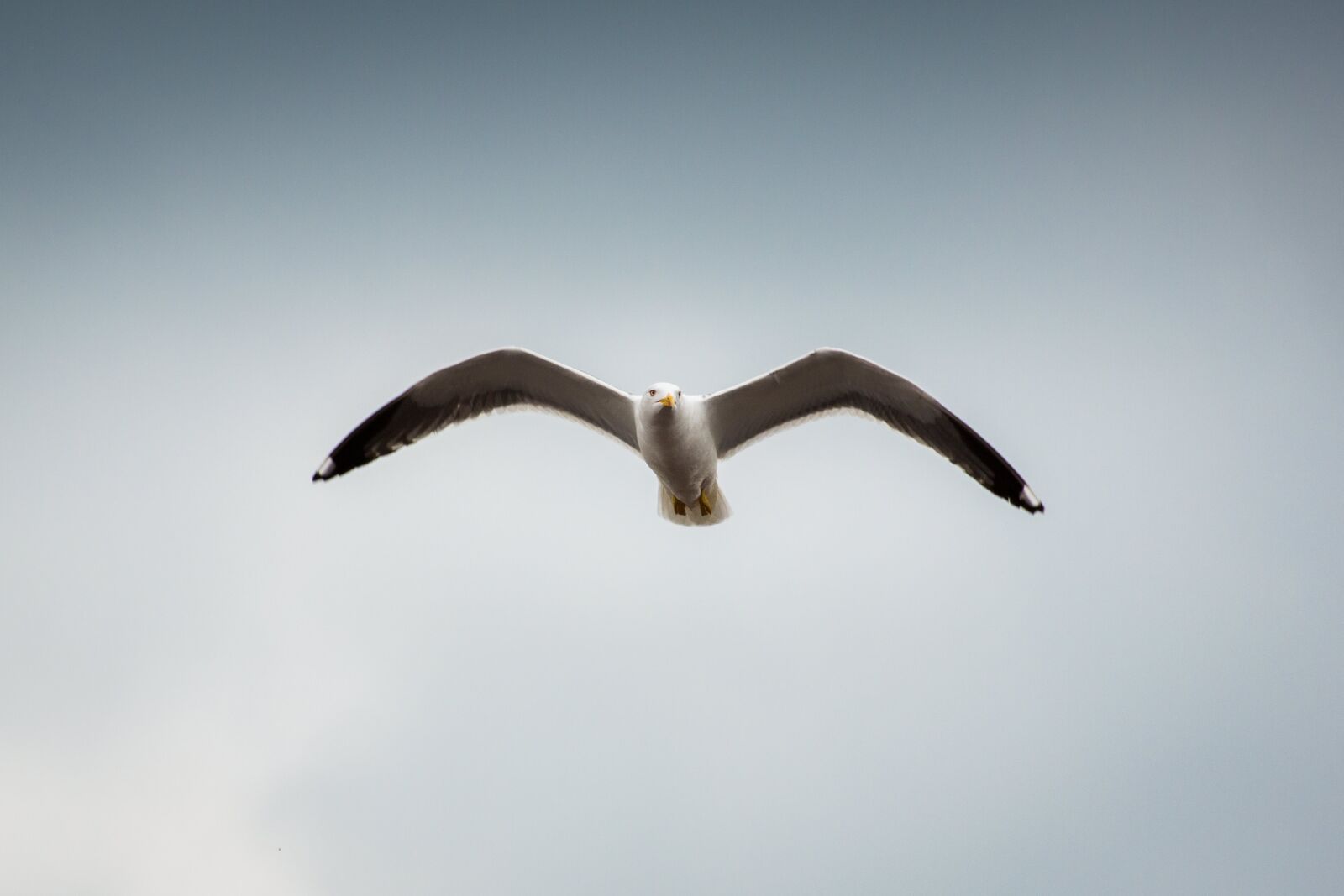 Canon EOS 5D Mark III sample photo. Animals, birds, seagulls photography