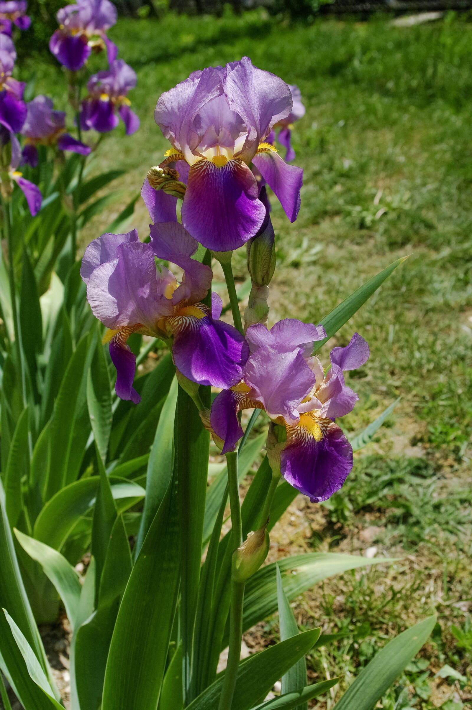 Samsung GX-20 sample photo. Flower, irises, nature photography