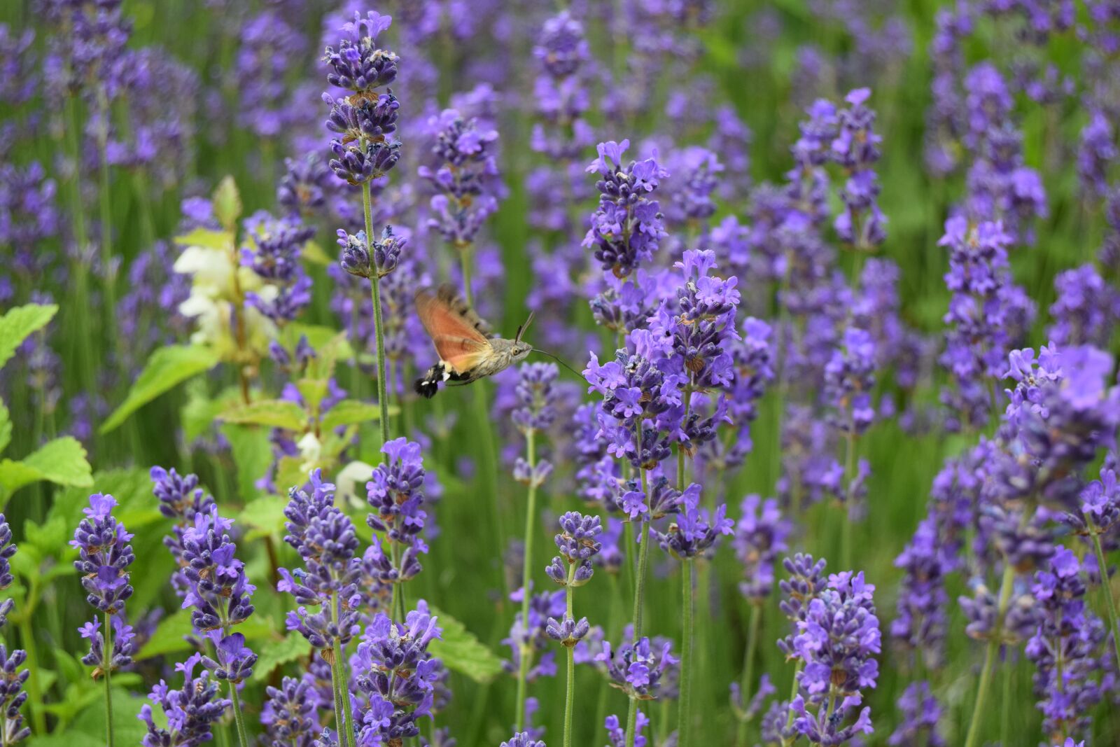 Nikon D3300 sample photo. Nature, insect, butterfly photography