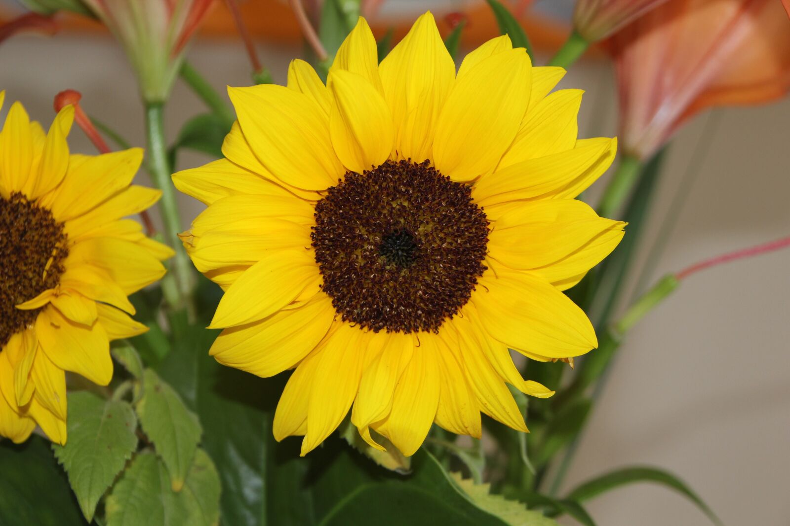 Canon EOS 60D sample photo. Flora, nature, flower photography