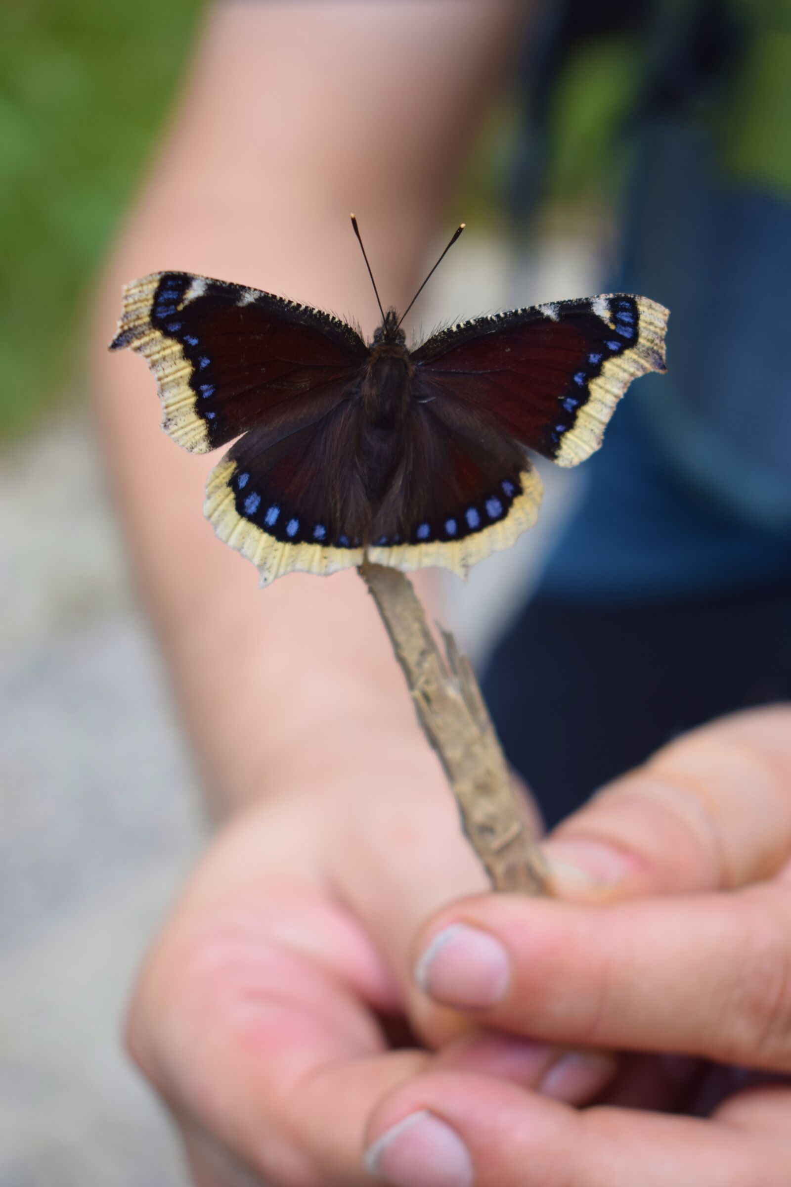 Nikon D3300 sample photo. Butterfly, forest, nature photography