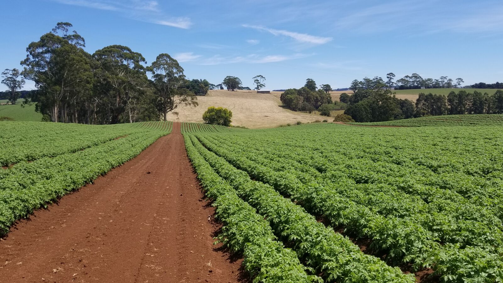 Samsung Galaxy S8 sample photo. Agriculture, farm, nature photography