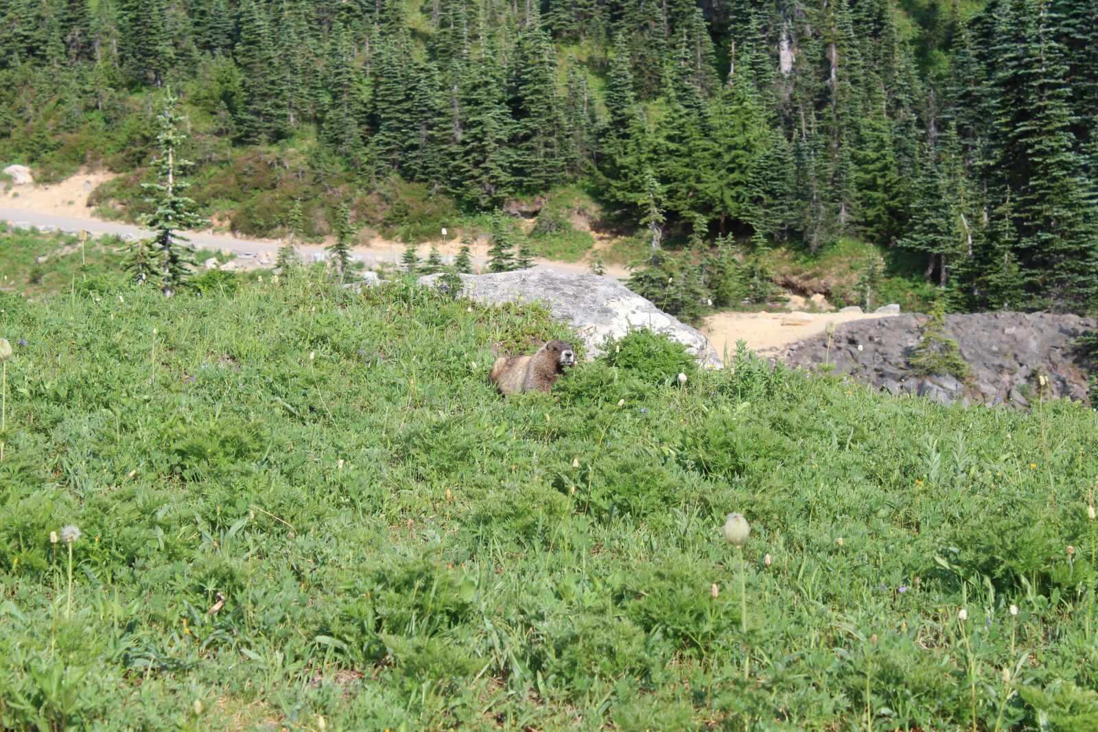 Canon EOS 1300D (EOS Rebel T6 / EOS Kiss X80) sample photo. Rainier, seattle, washington photography