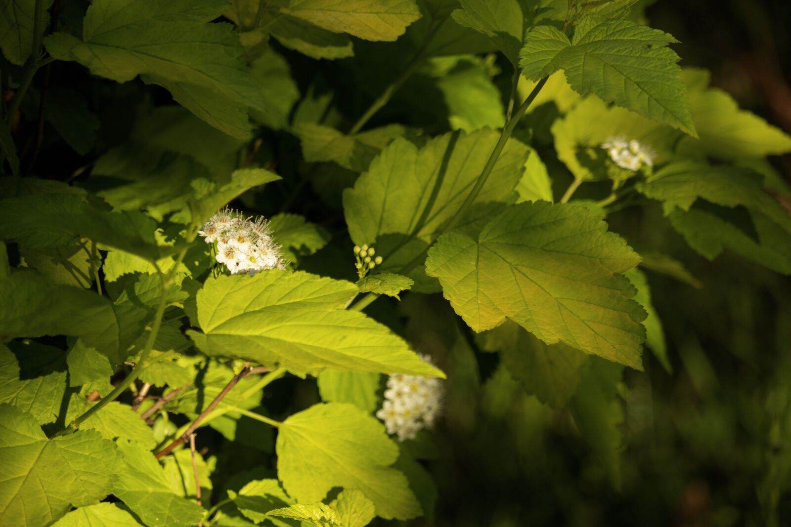 Canon EF-S 55-250mm F4-5.6 IS STM sample photo. Viburnum, flower, green photography