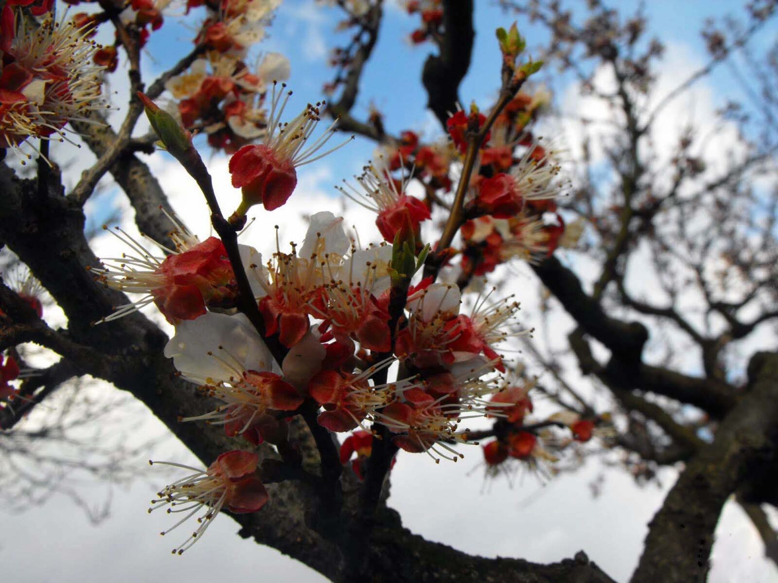 Fujifilm FinePix S1000fd sample photo. Tree, apricot, flowers photography