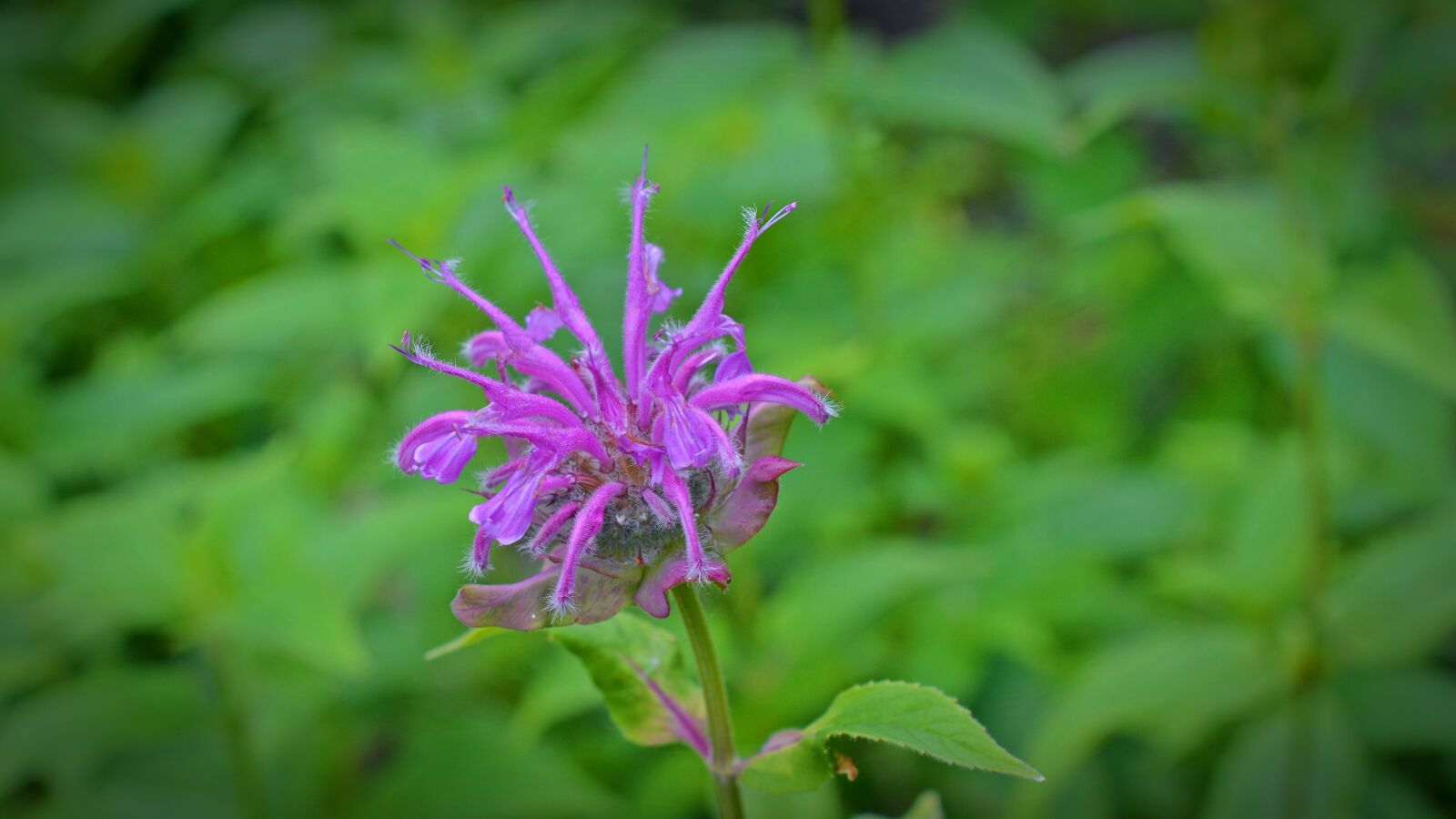 Nikon D5200 sample photo. Monarda didyma, monardenkraut, blossom photography