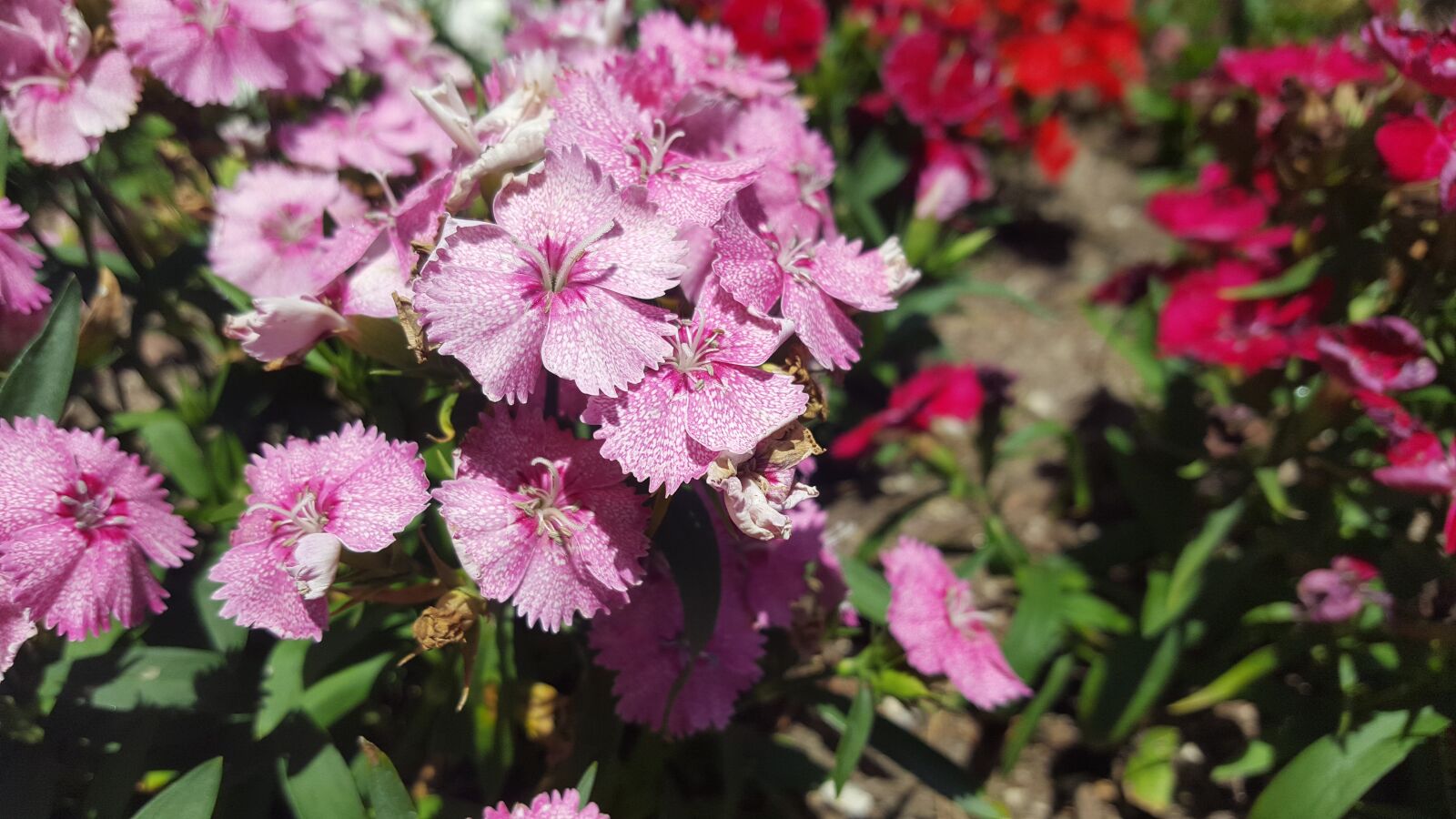 Samsung Galaxy S6 sample photo. Flowers, nature, pink photography
