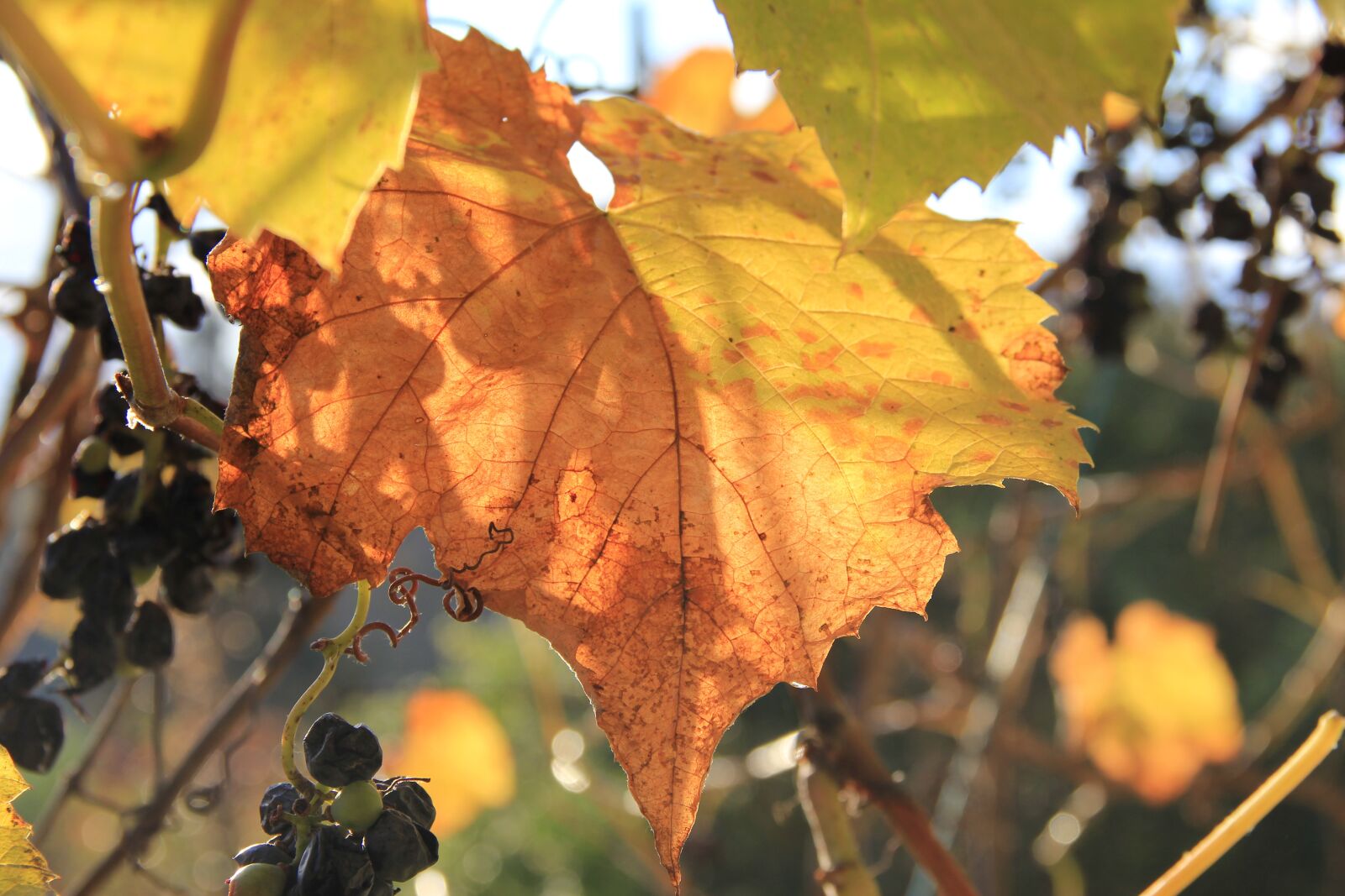 Canon EOS 550D (EOS Rebel T2i / EOS Kiss X4) sample photo. Autumn, grape, autumn mood photography