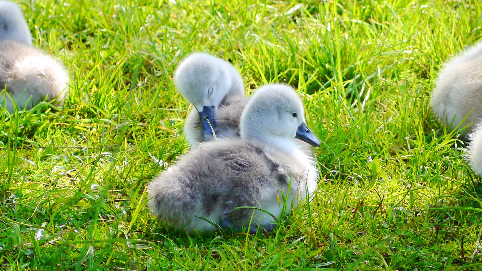 Panasonic Lumix DMC-G3 sample photo. Swan, bird, chicks photography