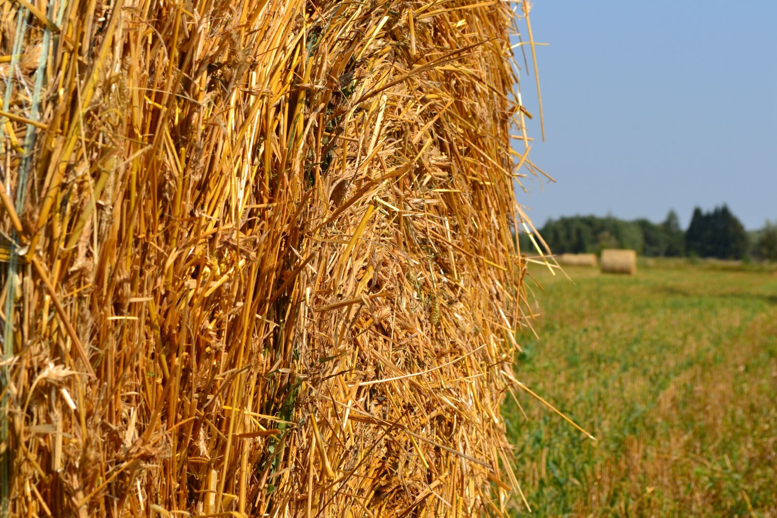 Nikon D3100 sample photo. Meadow, field, corn photography