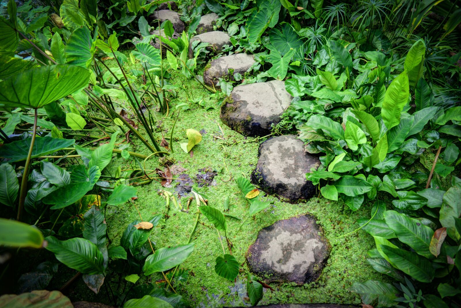 Nikon D610 sample photo. Stepping, stones, water photography